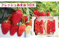 【予約受付・4回定期便】あまおう大好き定期便 