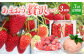 【予約受付・3回定期便】あまおう 贅沢セット
