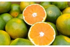 福岡県産 極早生みかん 早味かん 約4kg みかん ミカン フルーツ 果物 国産【2025年9月上旬～9月下旬発送予定】