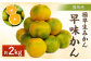 福岡県産 極早生みかん 早味かん 約2kg