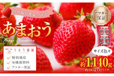 【特別栽培/有機質肥料/アフター保証】うるう農園 あまおう サイズ色々 4パック （約1140g）【2025年12月上旬～2026年1月下旬発送予定】 いちご イチゴ 苺 フルーツ 果物
