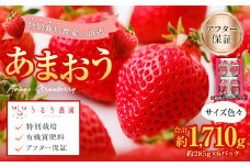 【特別栽培/有機質肥料/アフター保証】うるう農園 あまおう サイズ色々 6パック（約1710g）【2026年2月上旬～4月上旬発送予定】いちご イチゴ 苺 フルーツ 果物