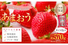 あまおうサイズ色々 約570g（約285g×2パック）【2026年2月上旬発送予定】あまおう いちご 苺 イチゴ フルーツ 果物