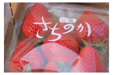 【2026年1月発送開始】「さちのか」いちご300g×4P計1,200g★あんずの里[G4127]