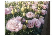 新鮮お花！福津産トルコギキョウ（通年発送）★あんずの里[F0045]
