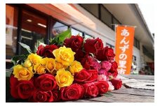 新鮮お花！福津産バラ（通年発送）★あんずの里[F0047]