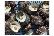 【2025年7月中旬～8月発送】福津市津屋崎漁港　天然活さざえ　約1.5kg [G0038]