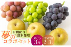 【先行予約】種なし ハウスぶどう 3房 幸水梨 2玉から3玉 セット 2025年7月下旬から8月上旬 出荷予定 【春光園】 有機配合肥料使用 種なし ぶどう ブドウ 葡萄 梨 なし 果物 フルーツ 詰め合わせ