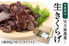 【先行予約】UIC 季節限定！完全無農薬！生きくらげ (約60g×6パック) 2025年5月から7月 出荷予定