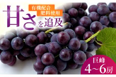 【先行予約】コクのある甘さ 種あり 巨峰 4房から6房 2025年8月下旬から9月上旬 出荷予定【春光園】 ぶどう ブドウ 葡萄 巨峰 種あり 果物 フルーツ