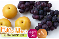 【先行予約】種あり 巨峰 3房 梨 2玉から3玉 セット 2025年8月下旬から9月上旬 出荷予定【春光園】 有機配合肥料使用 ぶどう ブドウ 葡萄 巨峰 梨 なし 果物 フルーツ 詰め合わせ