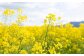 大春の里 菜の花オイル 2本セット