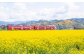 大春の里 菜の花オイル 2本セット
