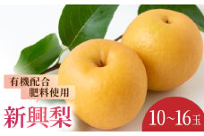 【先行予約】有機配合肥料使用 新興梨 10玉から16玉 2025年10月上旬から10月中旬 出荷予定【春光園】 梨 なし 果物 フルーツ
