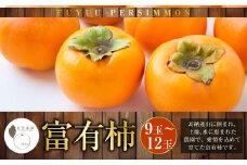 【先行予約】石井農園 富有柿 9玉から12玉 2025年11月中旬から12月上旬 出荷予定