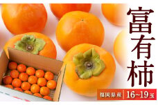 【先行予約】江藤農園 富有柿 16玉から19玉(約5kg) 2025年11月中旬から11月下旬 出荷予定