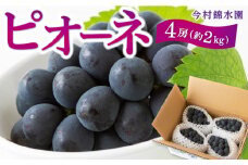 【先行予約】 今村錦水園 ピオーネ 4房 （約2kg） 【2025年7月中旬から7月下旬 出荷予定】 葡萄 ぶどう ブドウ 大粒 種無し 種なし ジューシー 果物 くだもの フルーツ 果実 お取り寄せ 福岡県 うきは市