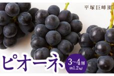 【先行予約】 平塚巨峰園 ピオーネ 3房から4房 （約1.2kg） 【2025年7月中旬から7月下旬 出荷予定】 ハウスピオーネ 葡萄 ぶどう ブドウ 大粒 種無し 種なし 果物 くだもの フルーツ 果実 ハウス栽培 ミネラル農産物 お取り寄せ 福岡県 うきは市