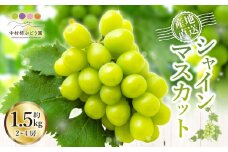 【先行予約】中村柿ぶどう園 シャインマスカット 2房から4房 (約1.5kg) 2025年8月中旬から9月中旬 出荷予定