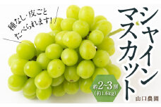 【先行予約】シャインマスカット 2房から3房 (約1.6kg) 【2025年9月上旬発送予定】 シャインマスカット 果物 フルーツ うきは市