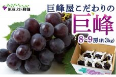 【先行予約】 原茂之巨峰園 巨峰屋こだわりの巨峰 8房から9房 （約3kg） 【2025年8月下旬から9月上旬 出荷予定】 葡萄 ぶどう ブドウ 果物 くだもの フルーツ 果実 新鮮 フレッシュ ミネラル 朝採り発送 流川ブランド お取り寄せ 福岡県 うきは市