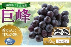 【先行予約】 やまんどん 巨峰 3房から5房 （約2kg） 【2025年8月下旬から9月下旬 出荷予定】 葡萄 ぶどう ブドウ 果物 くだもの フルーツ 果実 お取り寄せ 福岡県 うきは市