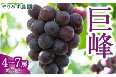 【先行予約】 やりみず農園 巨峰 4房から7房 （約2kg） 【2025年8月中旬から8月下旬 出荷予定】 葡萄 ぶどう ブドウ 果物 くだもの フルーツ 果実 新鮮 フレッシュ 朝採り直送 お取り寄せ 福岡県 うきは市