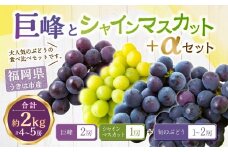 【先行予約】龍頭農園 巨峰とシャインマスカット＋αの4房セット 【2025年8月下旬 出荷予定】 ぶどう マスカット 巨峰 果物 フルーツ うきは市
