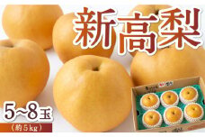 【先行予約】 佐藤ファーム 新高梨 5玉から8玉 （約5kg） 【2025年9月下旬から10月上旬 出荷予定】 梨 なし ナシ 新高 にいたか 大玉 果物 くだもの フルーツ 果実 ジューシー お取り寄せ 福岡県 うきは市