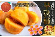 【先行予約】 西見柿農園 早秋柿 9玉から12玉 （約3kg） 【2025年10月上旬から10月中旬 出荷予定】 柿 かき カキ 早秋 そうしゅう 大玉 果物 くだもの フルーツ 果実 ジューシー 高糖度品種 お取り寄せ 福岡県 うきは市