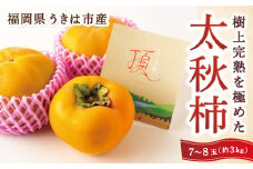【先行予約】 西見柿農園 太秋柿 7玉から8玉 （約3kg） 【2025年10月中旬から11月上旬 出荷予定】 完熟柿 柿 かき カキ 太秋 たいしゅう 大玉 完全甘柿 果物 くだもの フルーツ 果実 ジューシー 樹上完熟 お取り寄せ 福岡県 うきは市