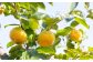 【先行予約】 西見柿農園 太秋柿 7玉から8玉 （約3kg）
