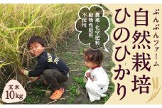自然栽培 ひのひかり 玄米 10kg 【2025年10月下旬より発送予定】 米 お米 ご飯  うきは市