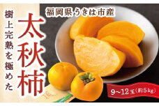【先行予約】 西見柿農園 太秋柿 9玉から12玉 （約5kg） 【2025年10月中旬から11月上旬 出荷予定】 完熟柿 柿 かき カキ 太秋 たいしゅう 大玉 完全甘柿 果物 くだもの フルーツ 果実 ジューシー 樹上完熟 お取り寄せ 福岡県 うきは市