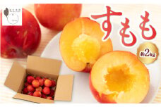 【先行予約】 石井農園 すもも （約2kg） 【2025年6月下旬から7月上旬 出荷予定】 スモモ プラム 果実 果物 くだもの フルーツ スムージー シャーベット ジューシー  大石早生 お取り寄せ 福岡県 うきは市