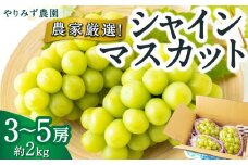 【先行予約】 やりみず農園 農家厳選！ シャインマスカット 3房から5房 （約2kg） 【2025年8月中旬から9月中旬 出荷予定】 葡萄 ぶどう ブドウ 種無し 種なし 果物 くだもの フルーツ 果実 新鮮 フレッシュ ミネラル農産物 お取り寄せ 福岡県 うきは市
