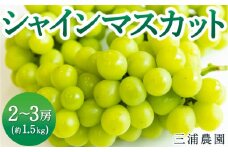 【先行予約】 三浦農園 シャインマスカット 2房から3房 （約1.5kg） 【2025年9月上旬から10月上旬 出荷予定】 葡萄 ぶどう ブドウ 種無し 種なし 果物 くだもの フルーツ 果実 食べる宝石 お取り寄せ 福岡県 うきは市