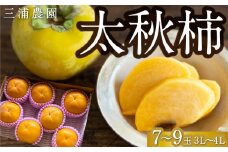 【先行予約】 三浦農園 太秋柿 7玉から9玉 （3Lから4L） 【2025年10月上旬から10月下旬 出荷予定】 柿 かき カキ 太秋 たいしゅう 完全甘柿 果物 くだもの フルーツ 果実 ジューシー お取り寄せ 福岡県 うきは市