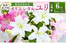 後藤花卉園 オリエンタルユリ 6月お届け ゆり ユリ 百合 花 お花 植物 ギフト 贈り物 プレゼント 鑑賞用 記念日 冷蔵 福岡県 うきは市