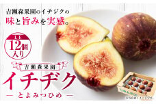 【先行予約】 吉瀬森果園 イチジク （とよみつひめ） L玉 12個入り 【2025年8月中旬から9月下旬 出荷予定】 いちじく 果物 くだもの フルーツ 果実 オリジナル品種 ハウス栽培 ゆりかーご お取り寄せ 福岡県 うきは市