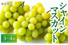 【先行予約】龍頭農園 シャインマスカット (3房から4房) 2025年8月下旬 出荷予定