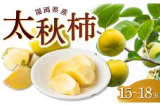 【先行予約】 うえ村フルーツ 太秋柿 15玉から18玉 【2025年9月下旬から10月上旬 出荷予定】 柿 かき カキ 太秋 たいしゅう 完全甘柿 果物 くだもの フルーツ 果実 ジューシー お取り寄せ 福岡県 うきは市