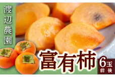【先行予約】渡辺農園 富有柿 6玉前後 2025年11月中旬から12月上旬 出荷予定