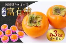 【先行予約】西見柿農園 冷蔵富有柿 9玉から11玉 2025年12月中旬から2026年1月下旬 出荷予定