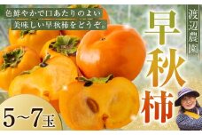 【先行予約】 渡辺農園 早秋柿 6玉前後 【2025年9月下旬から10月上旬 出荷予定】 柿 かき カキ 早秋 そうしゅう 果物 くだもの フルーツ 果実 ジューシー お取り寄せ 福岡県 うきは市