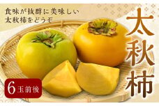 【先行予約】 渡辺農園 太秋柿 6玉前後 【2025年10月中旬から10月下旬 出荷予定】 柿 かき カキ 太秋 たいしゅう 完全甘柿 果物 くだもの フルーツ 果実 ジューシー お取り寄せ 福岡県 うきは市