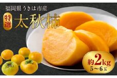 【先行予約】 西見柿農園 特選太秋柿 5玉から6玉 （約2kg） 【2025年11月上旬から12月中旬 出荷予定】 完熟柿 柿 かき カキ 太秋 たいしゅう 完全甘柿 果物 くだもの フルーツ 果実 ジューシー 樹上完熟 お取り寄せ 福岡県 うきは市