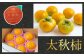 【先行予約】 西見柿農園 特選太秋柿 5玉から6玉 （約2kg）