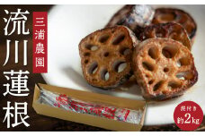 三浦農園 流川蓮根 (泥付き 約2kg) 【2025年12月下旬 出荷予定】 蓮根 れんこん レンコン 野菜 やさい 無農薬 福岡県 うきは市