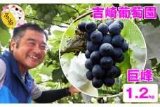 M22【お盆～8月末順次発送】吉﨑葡萄園直送！【巨峰1.2キロ】